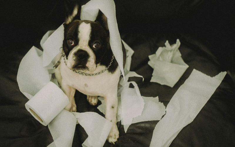 Perro pequeño blanco y negro sentado entre papel higiénico destrozado