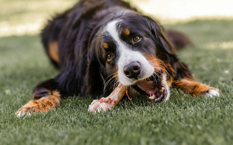 Perro bernés acostado en el pasto mordiendo un hueso
