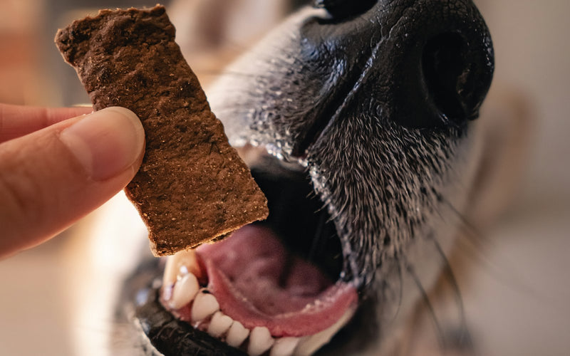 Perro abriendo la boca para recibir un snack deshidratado de la mano de su dueño