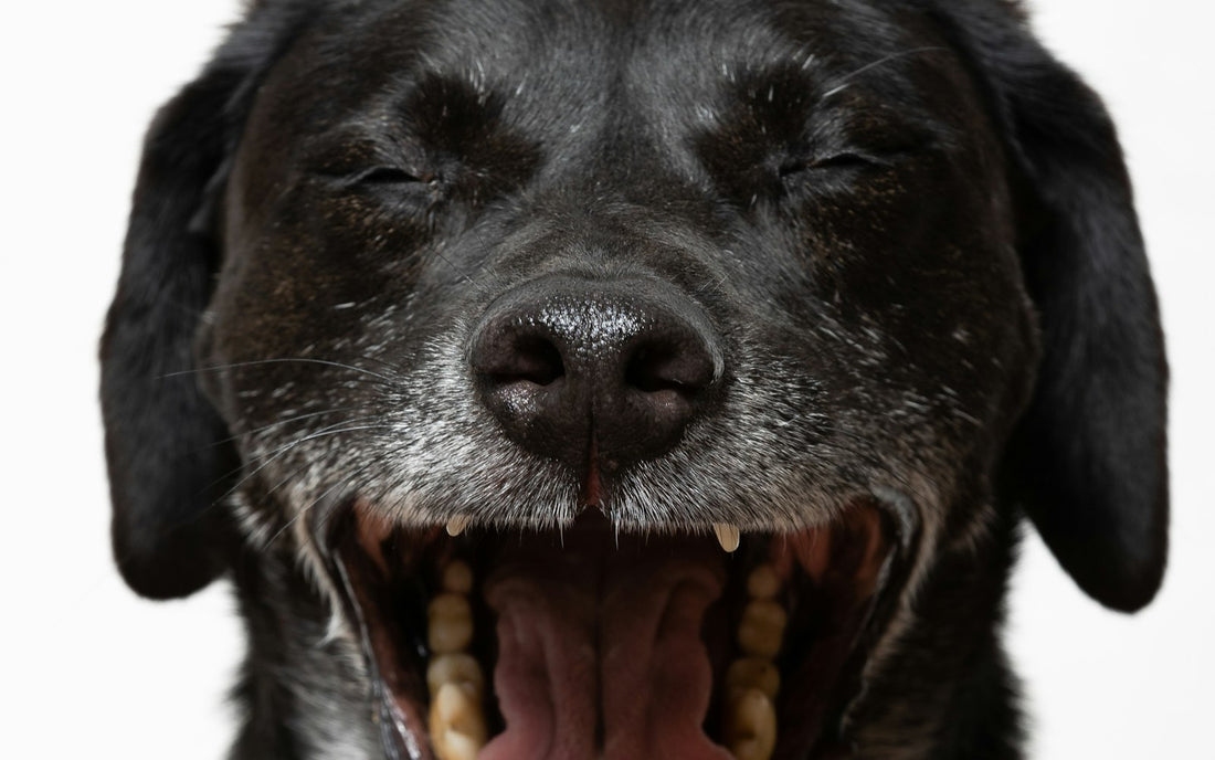 Perro negro con la boca abierta mostrando los dientes