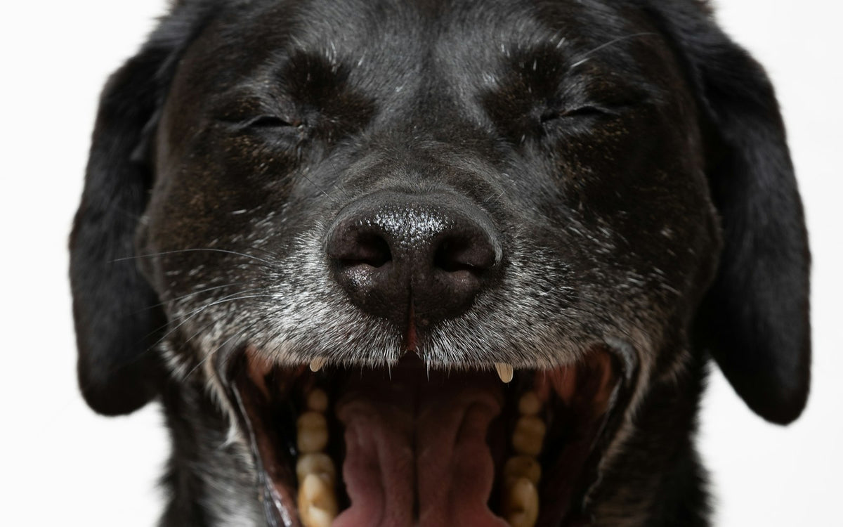 Perro negro con la boca abierta mostrando los dientes
