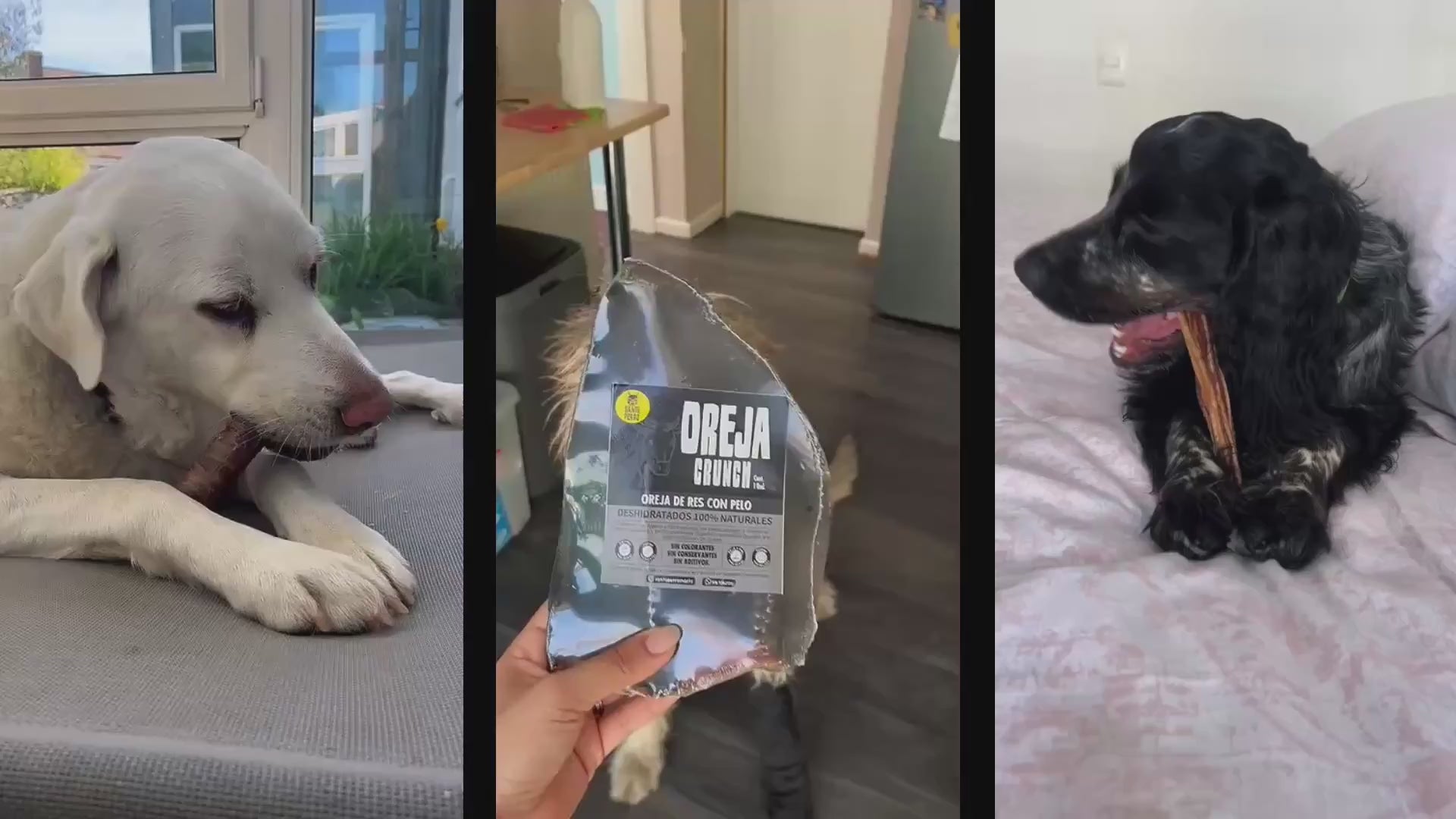 Video de perros reales disfrutando snacks deshidratados naturales de Santo Perro, incluyendo Oreja Gum con pelo, en espacios cotidianos que reflejan calma, conexión y nutrición instintiva.